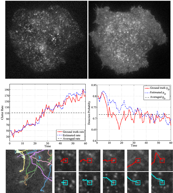 Multi-target tracking with time-varying clutter rate and detection profile. Application to time-lapse cell microscopy sequences preview